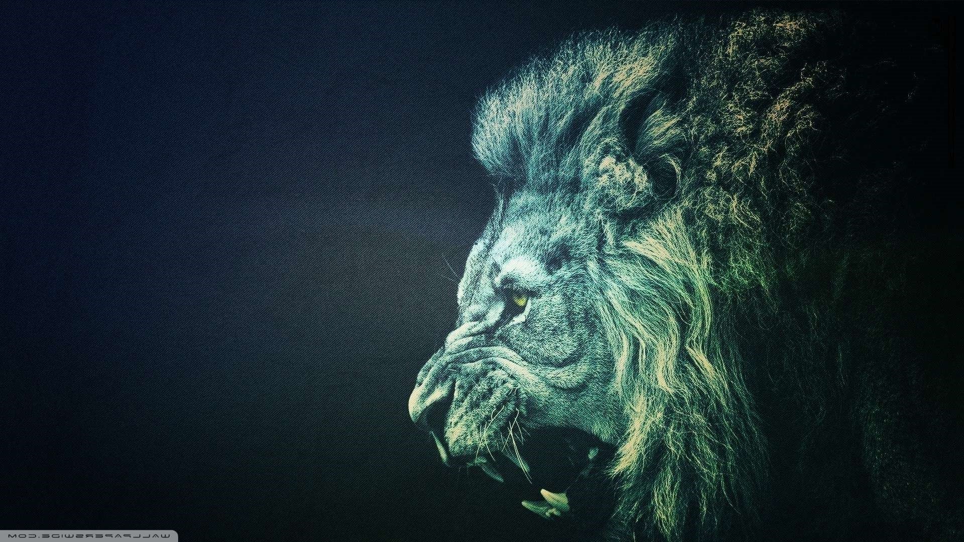 Lion Wallpaper