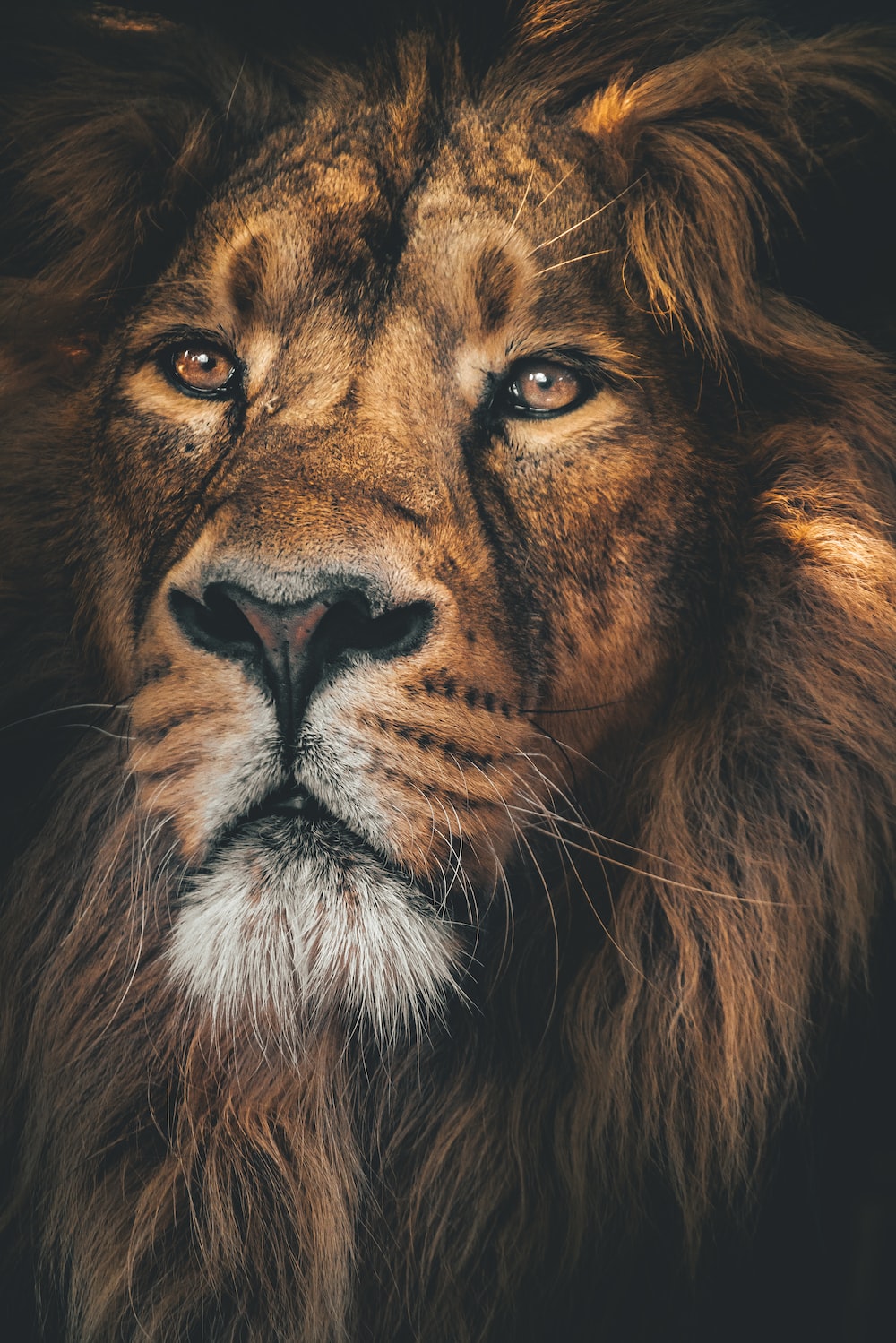 Lion Wallpaper