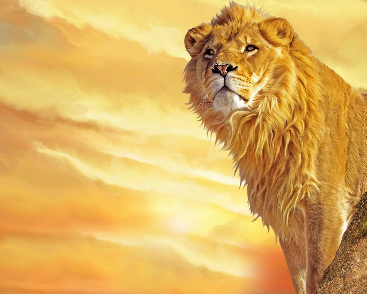 Lion Wallpaper