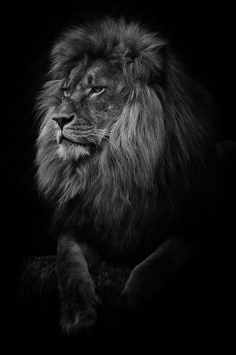 Lion Wallpaper