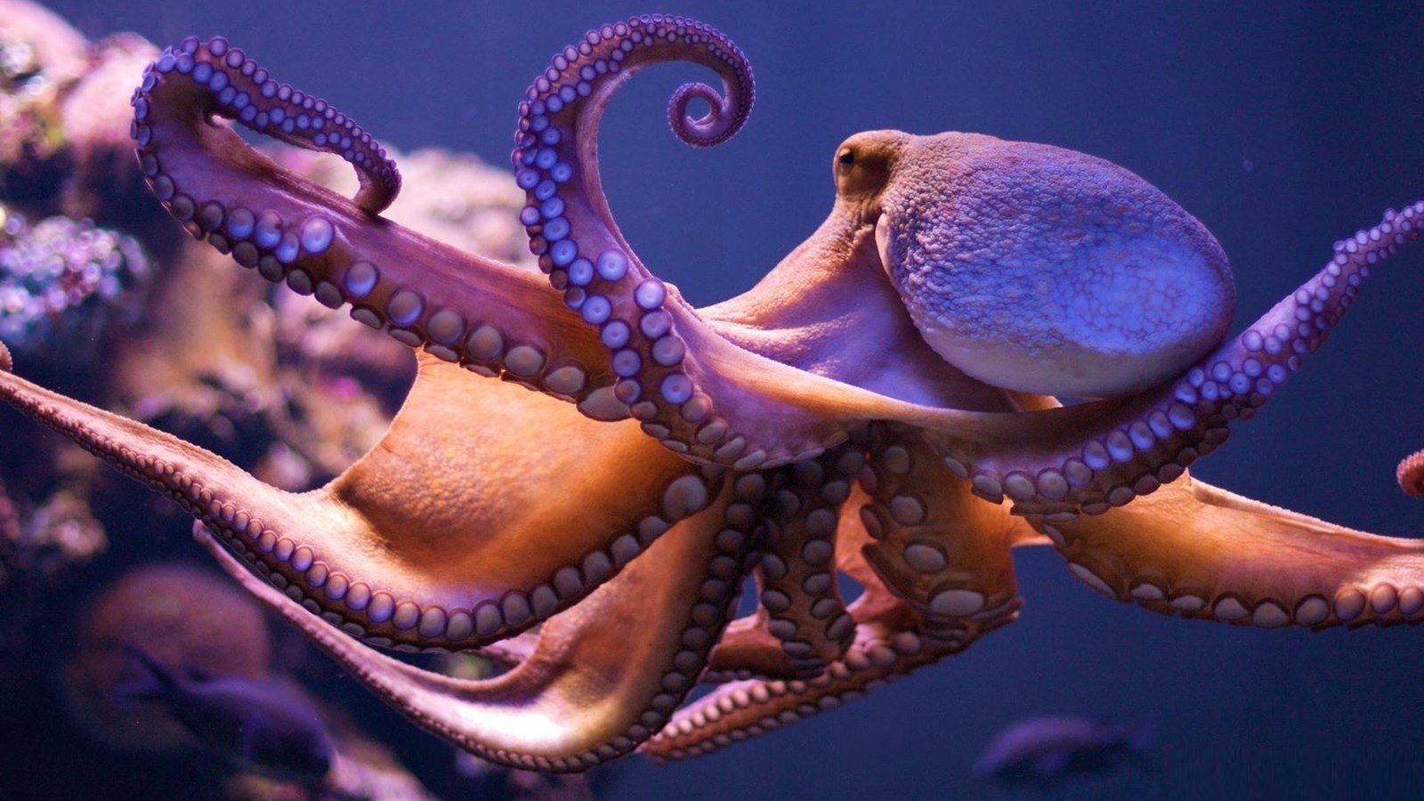Octopus Wallpaper