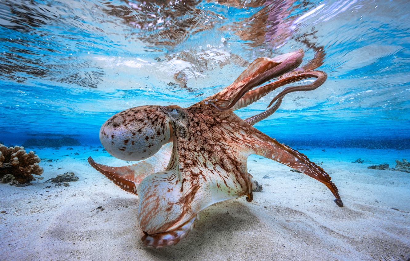 Octopus Wallpaper