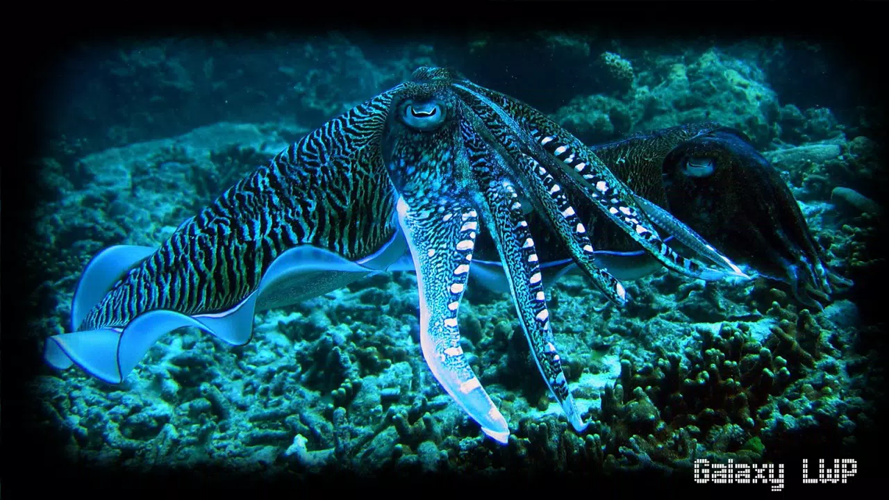 Octopus Wallpaper