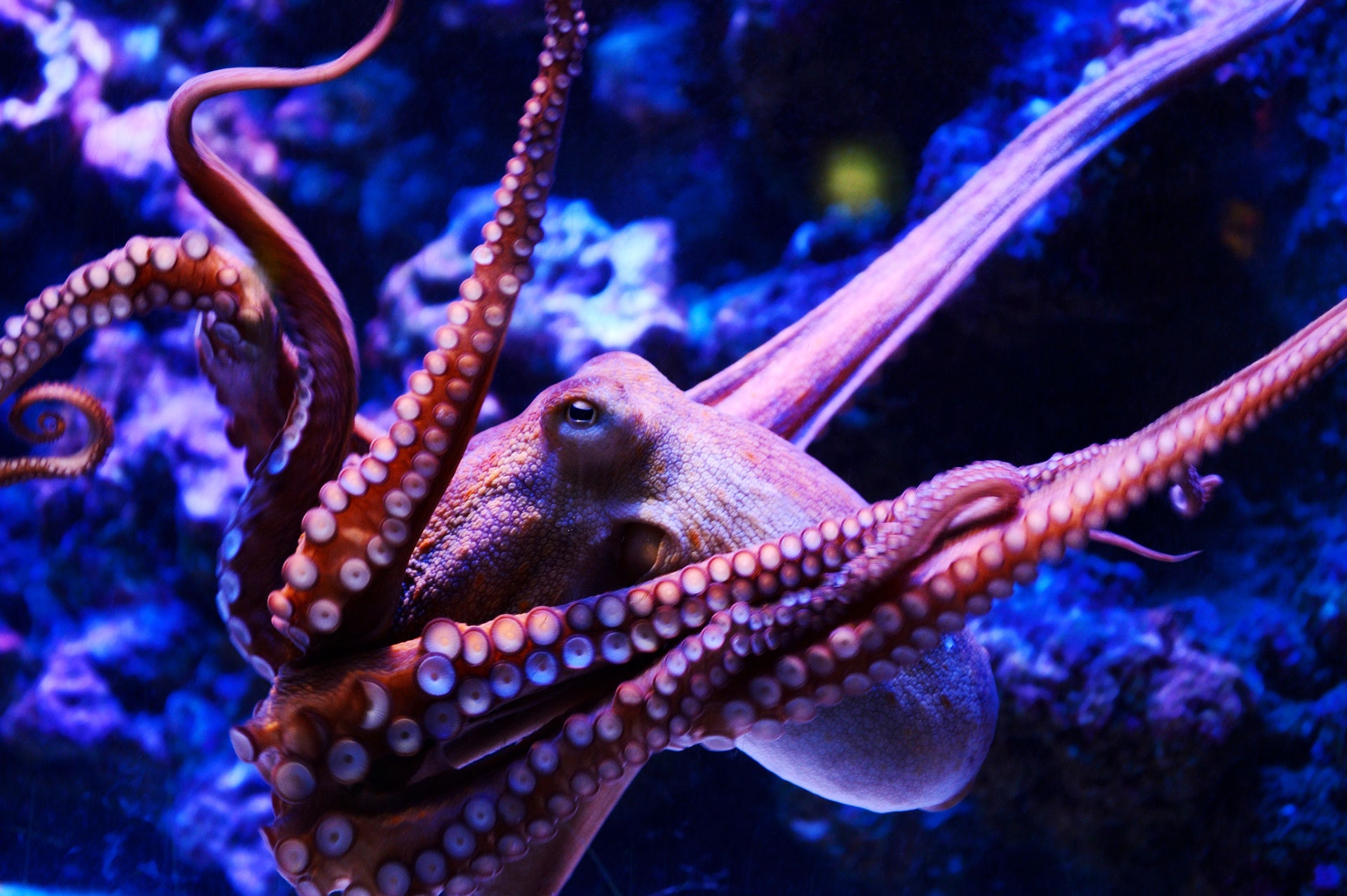 Octopus Wallpaper
