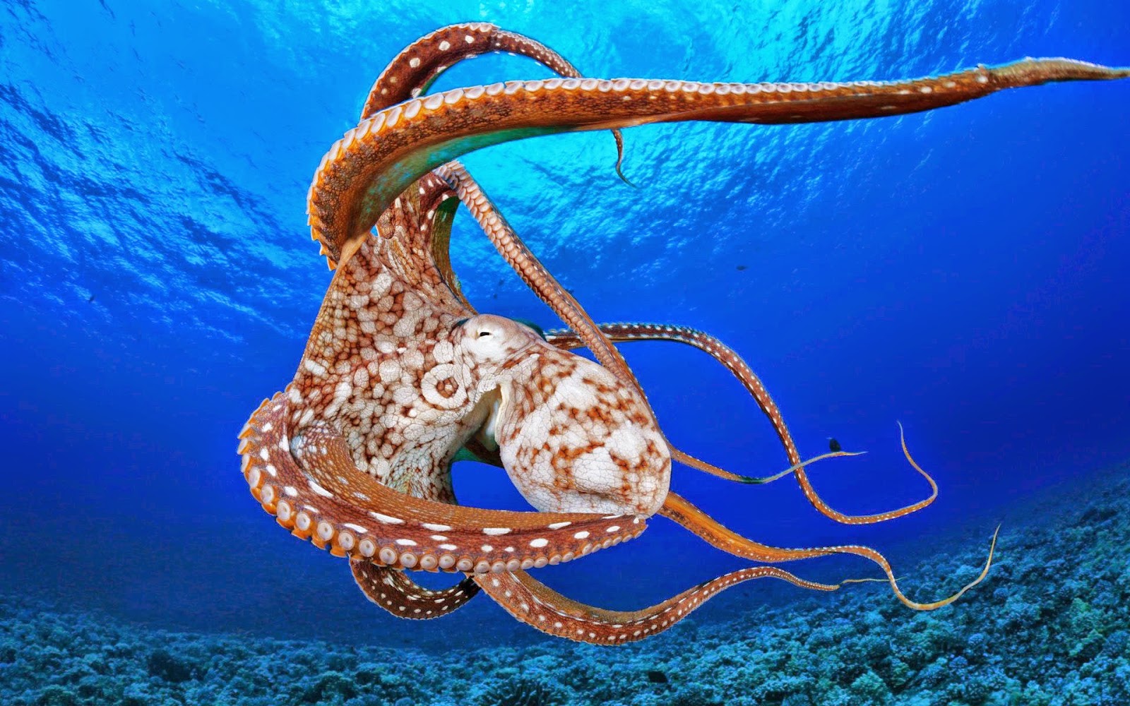 Octopus Wallpaper