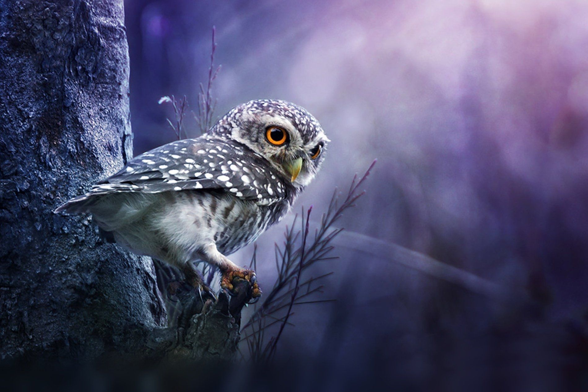 Owl Wallpaper