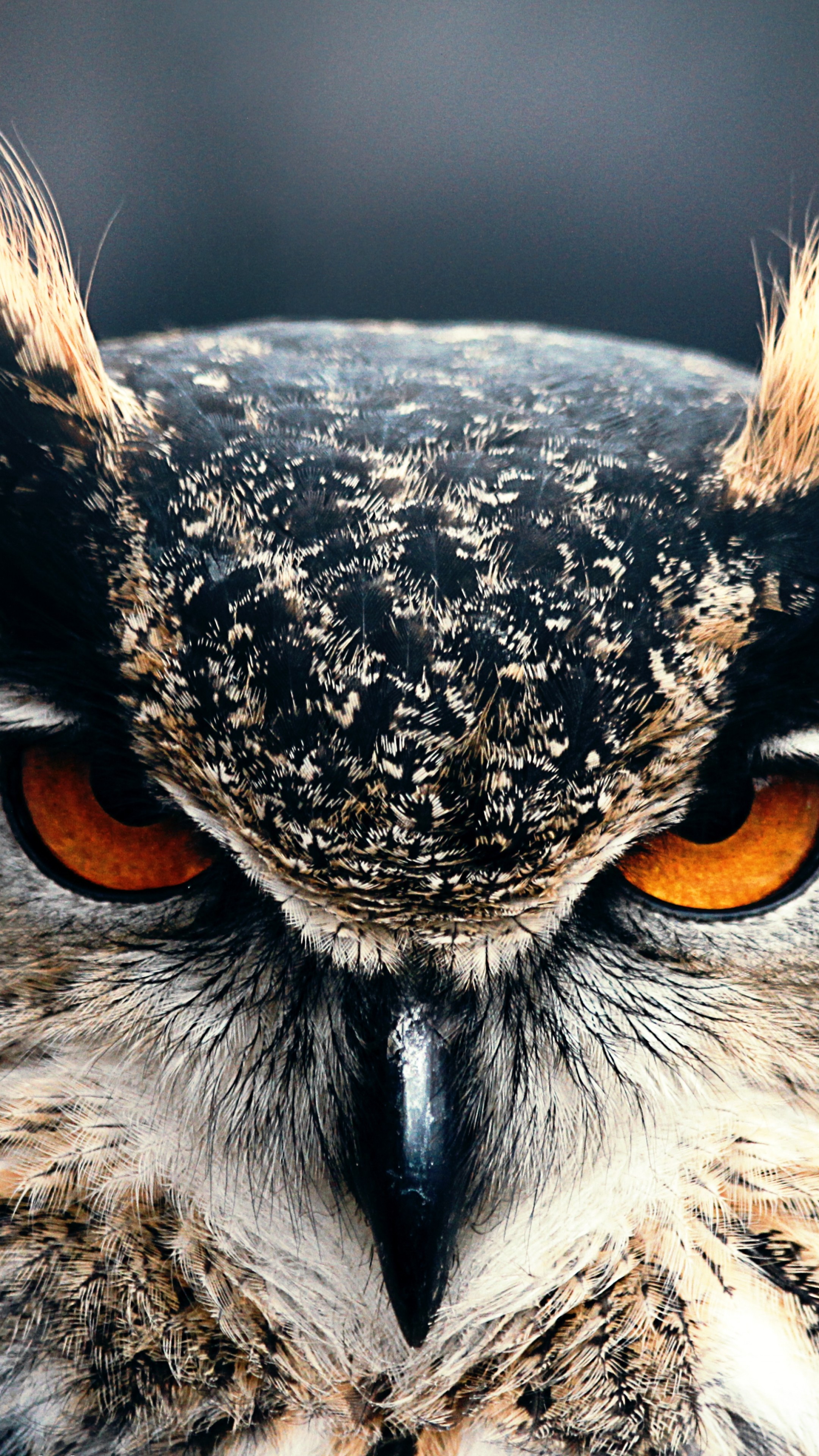 Owl Wallpaper