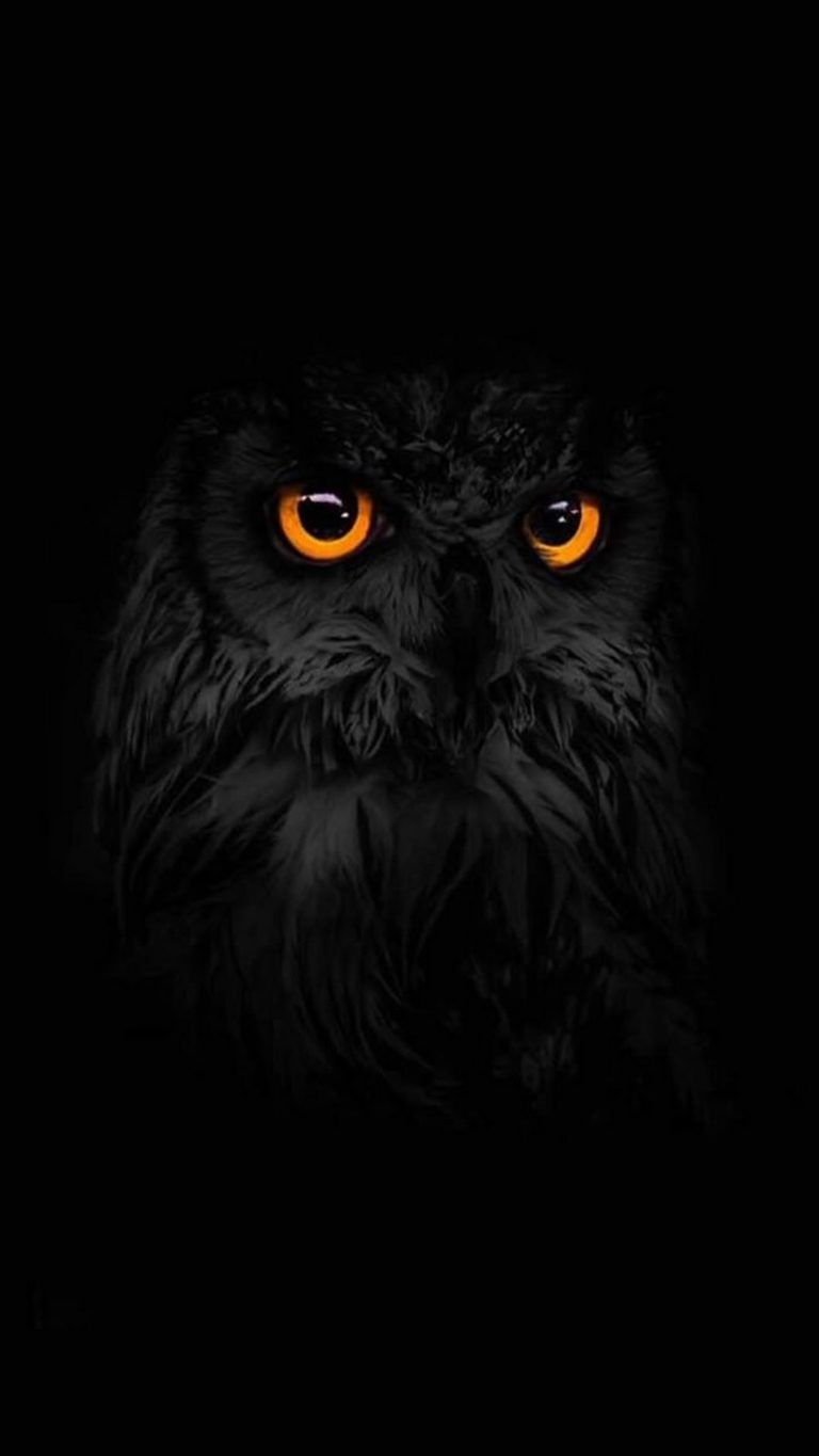 Owl Wallpaper