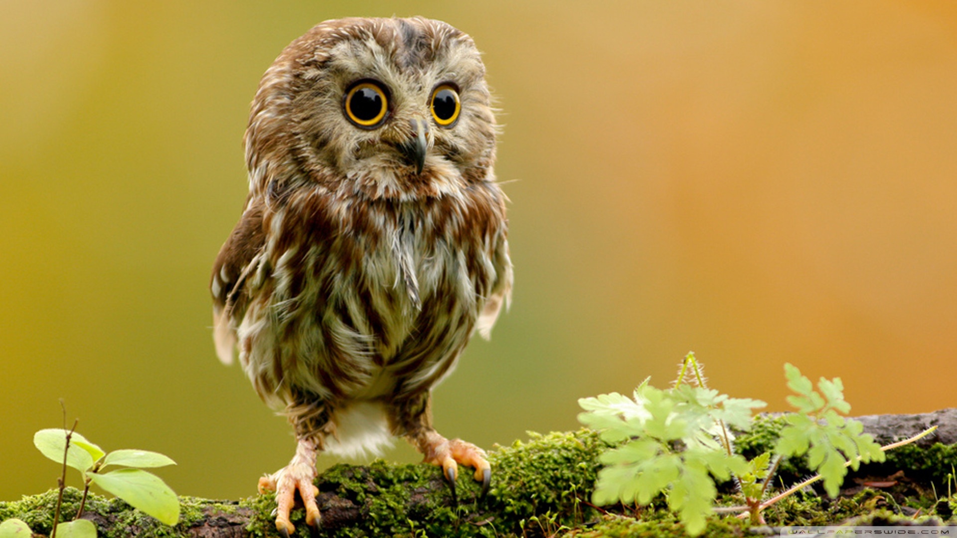 Owl Wallpaper