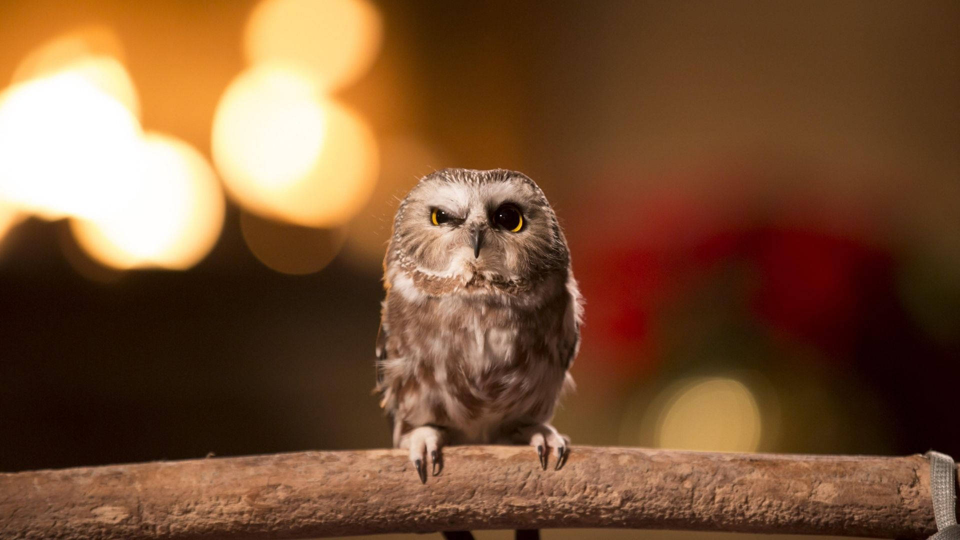 Owl Wallpaper