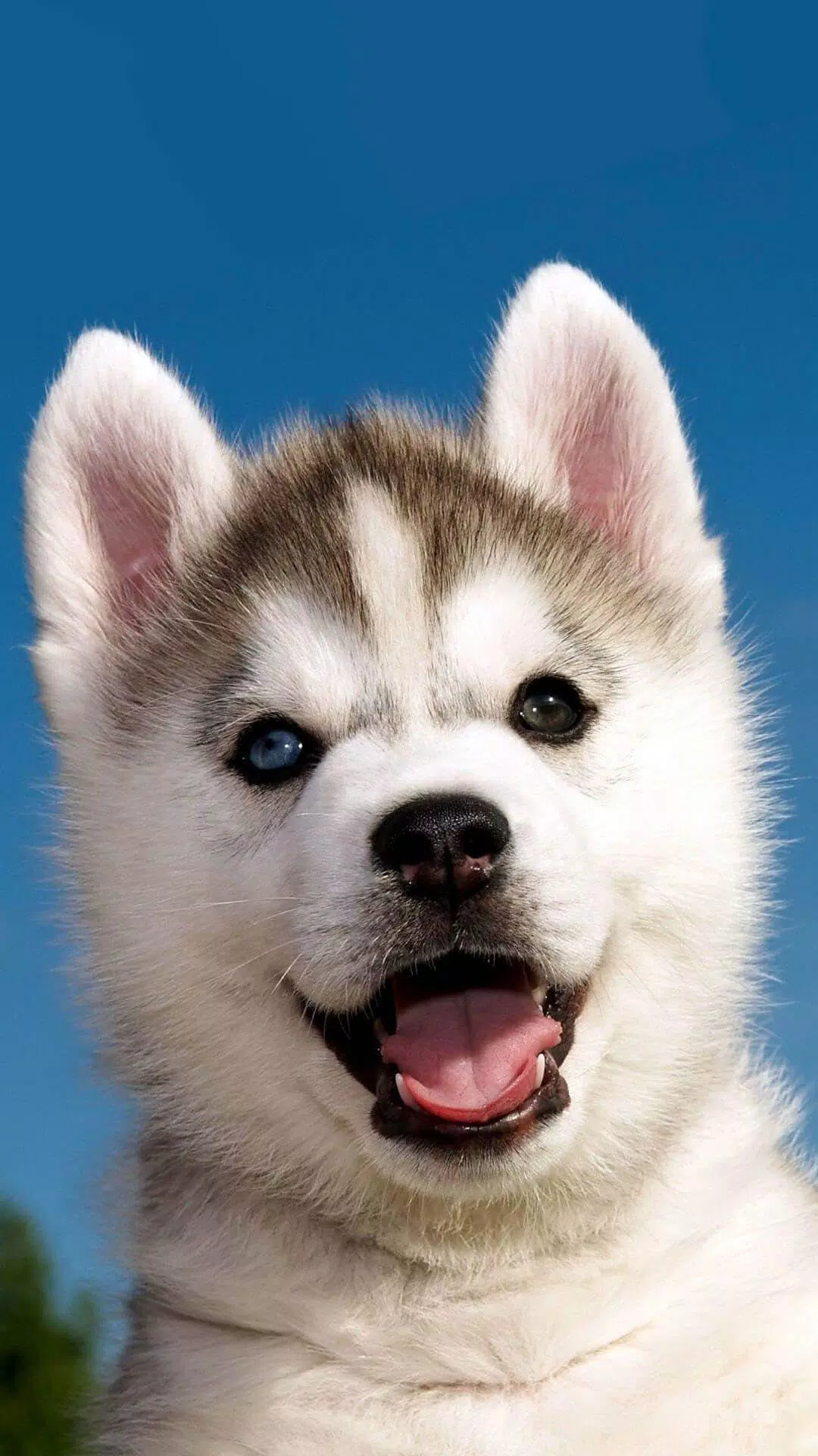 Puppy Wallpaper