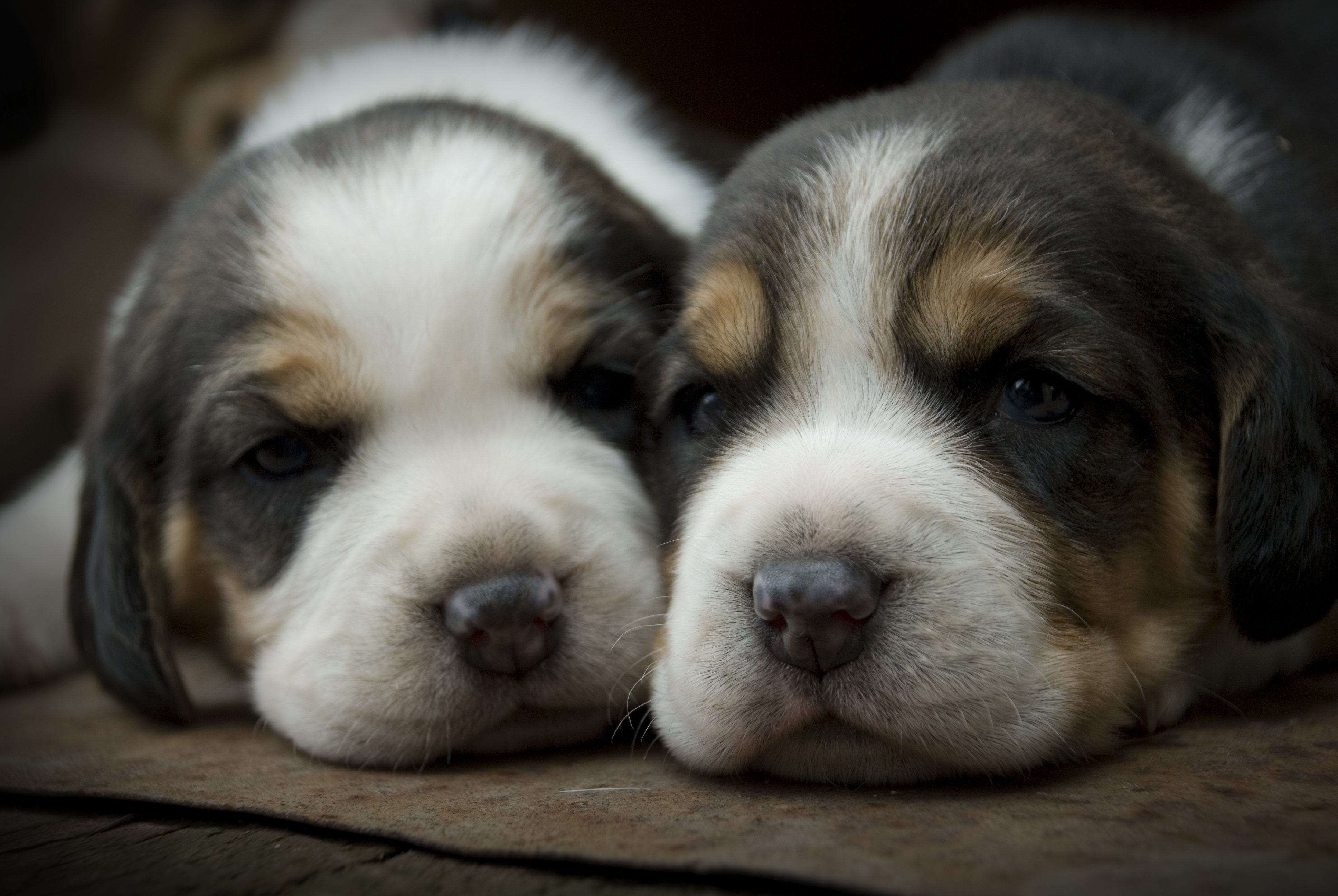 Puppy Wallpaper