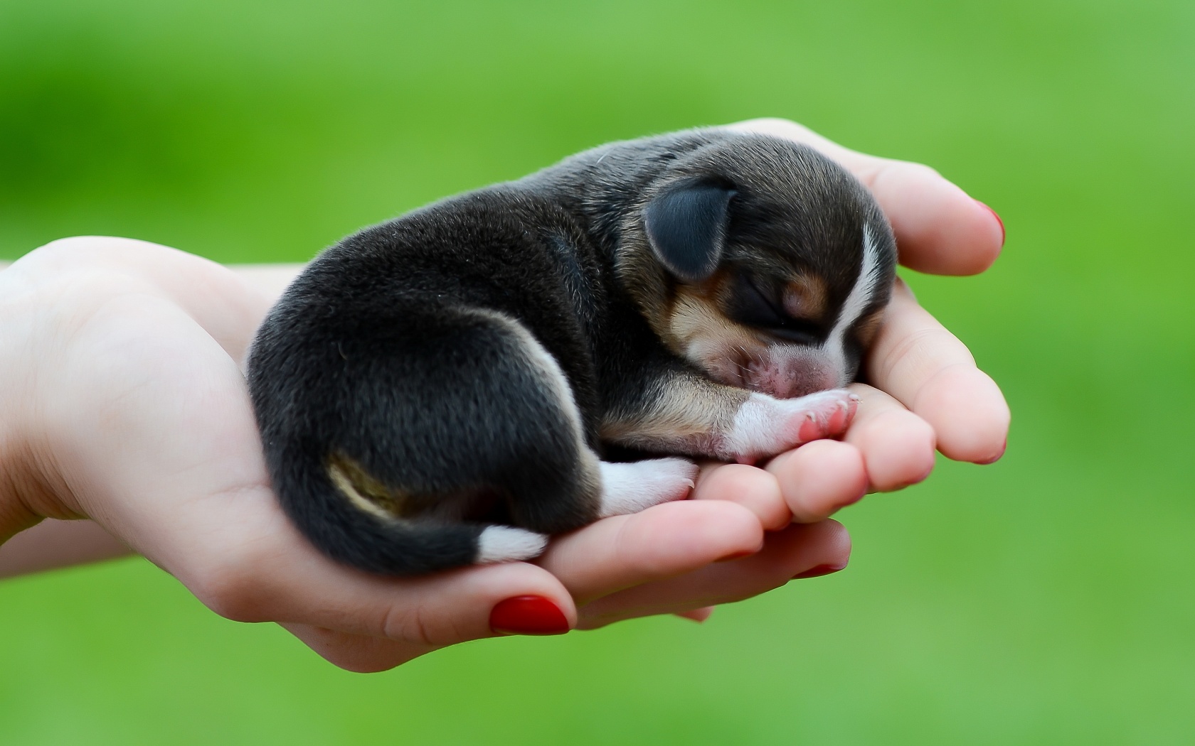 Puppy Wallpaper