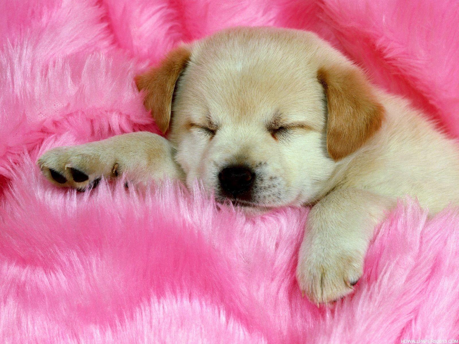 Puppy Wallpaper