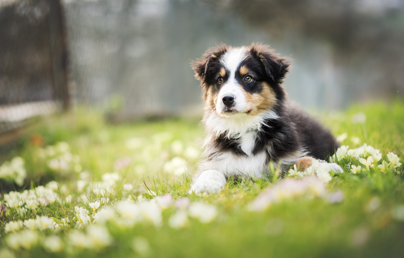 Puppy Wallpaper