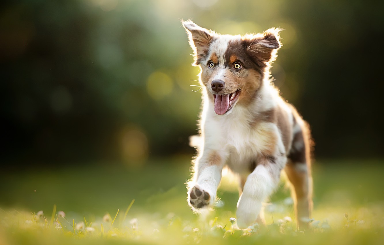 Puppy Wallpaper