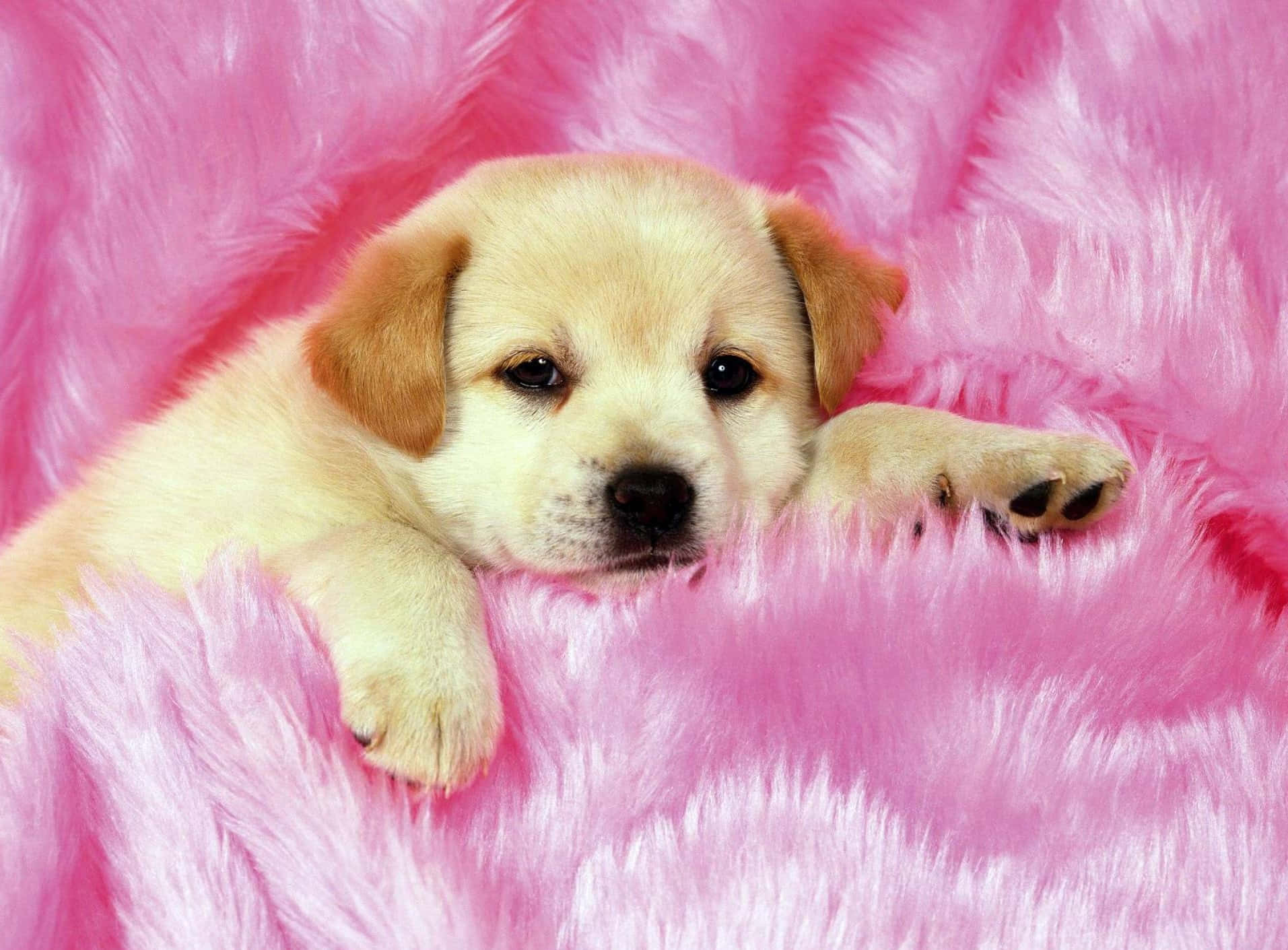 Puppy Wallpaper