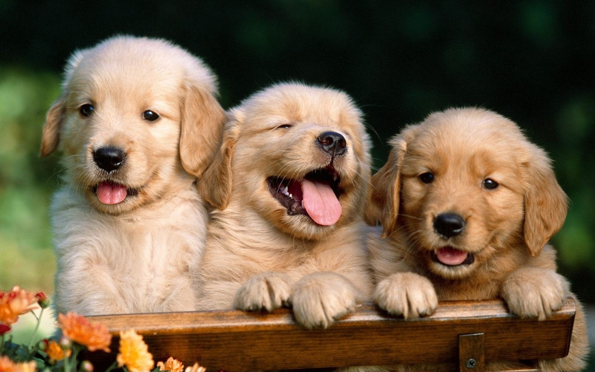 Puppy Wallpaper
