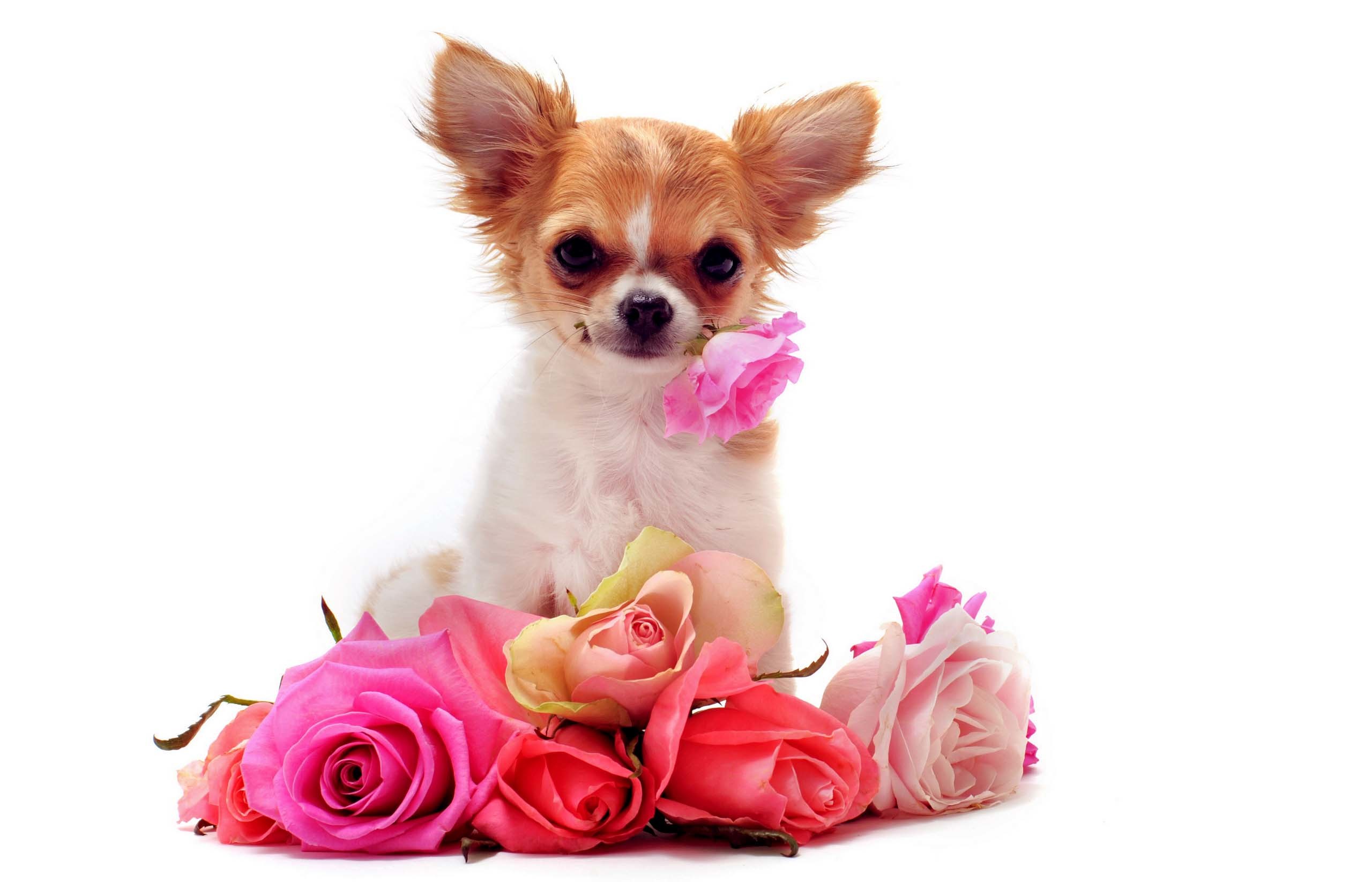 Puppy Wallpaper
