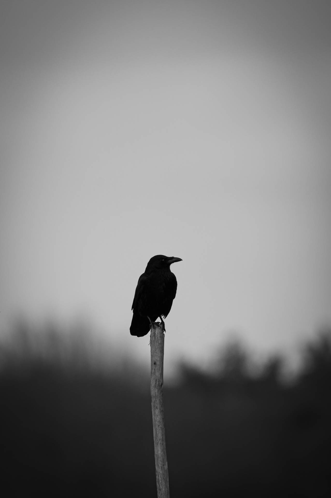 Raven Wallpaper