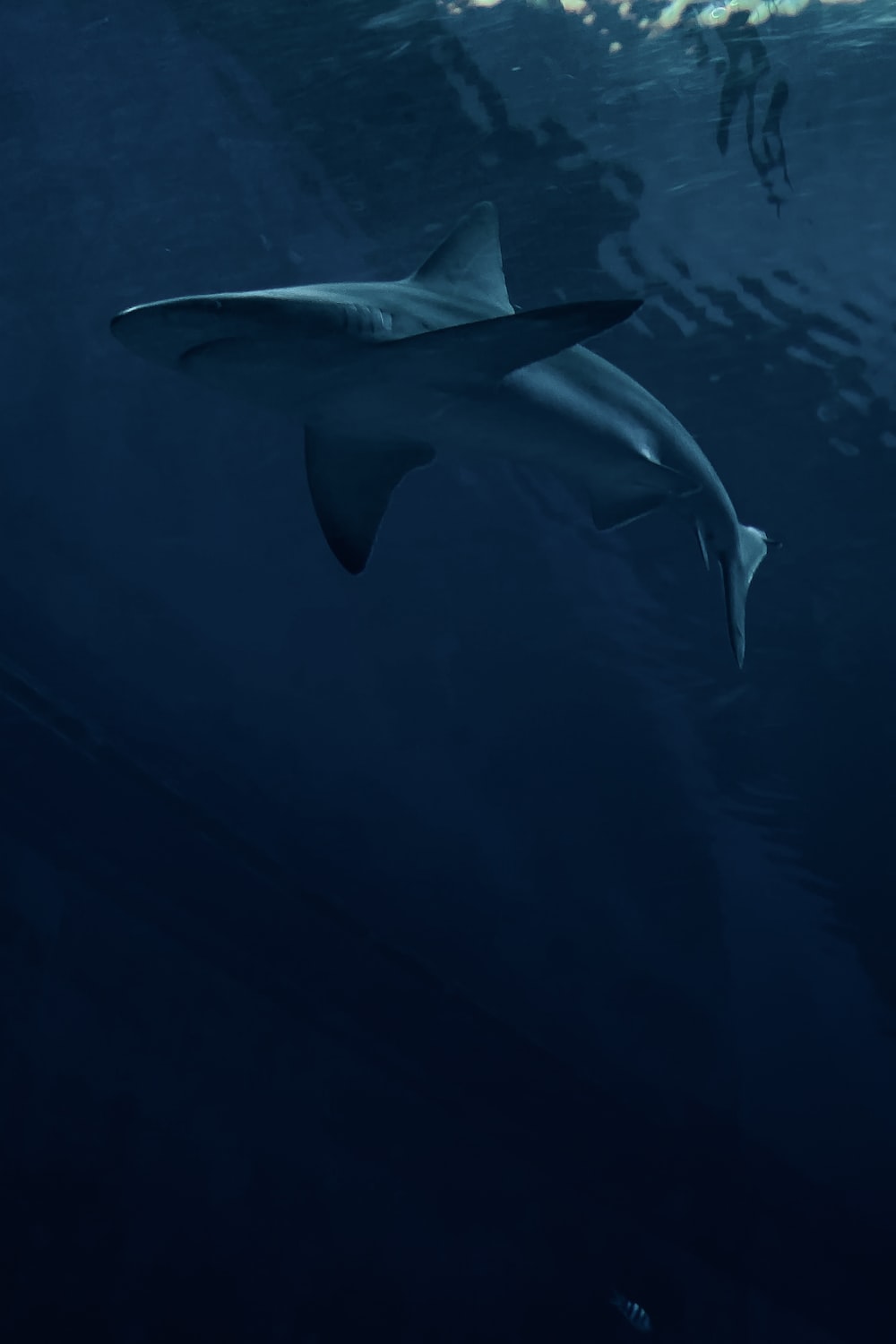 Shark Wallpaper