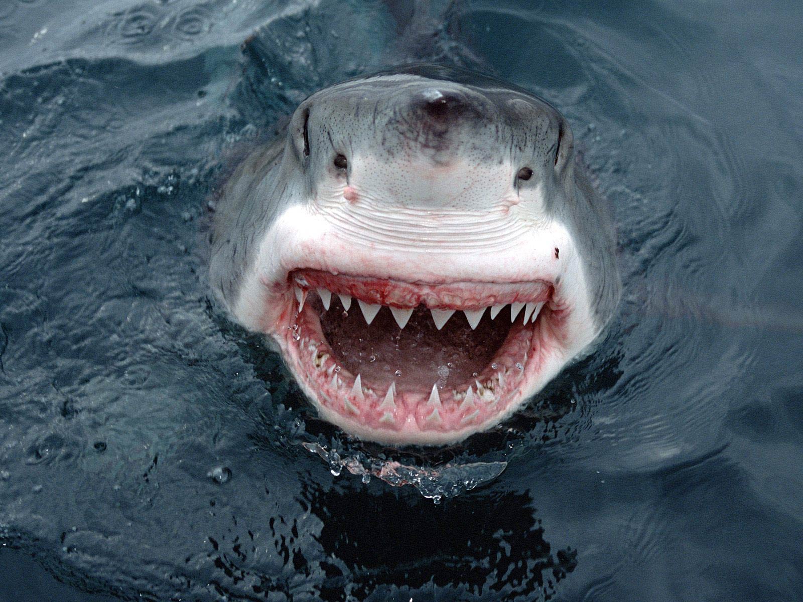 Shark Wallpaper