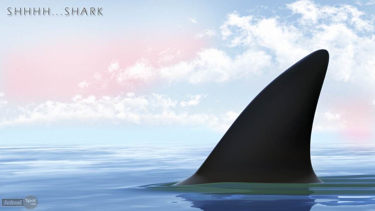 Shark Wallpaper