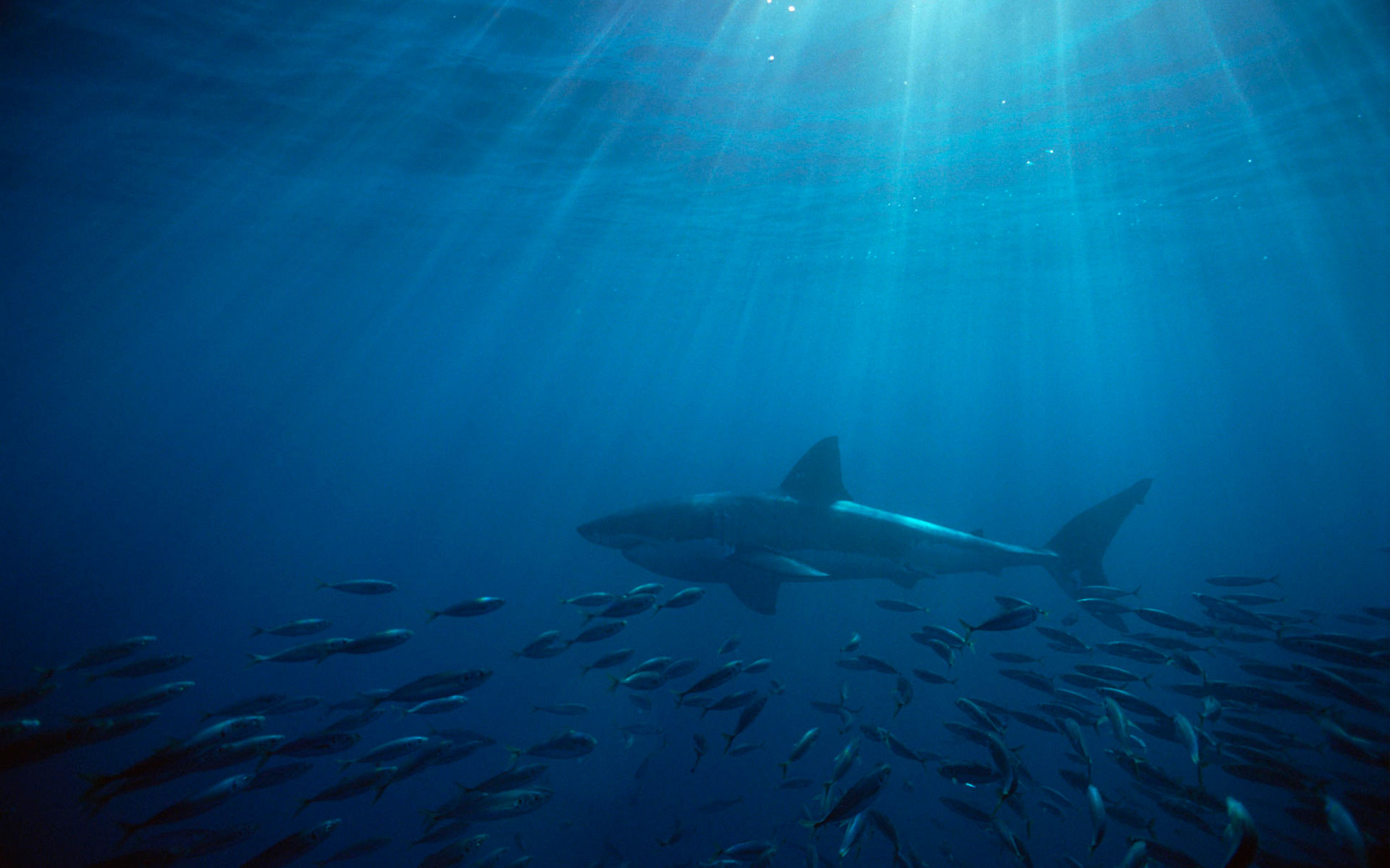 Shark Wallpaper