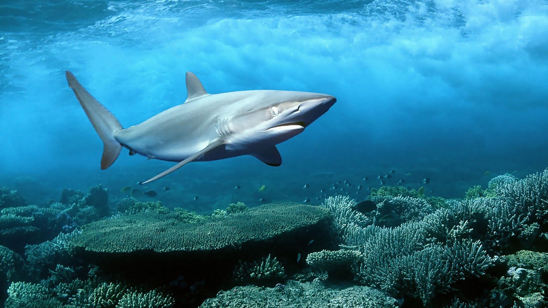 Shark Wallpaper