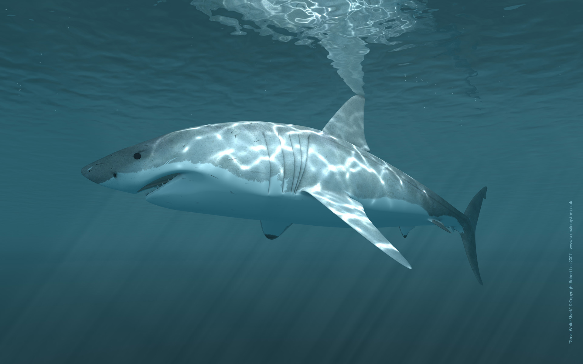 Shark Wallpaper