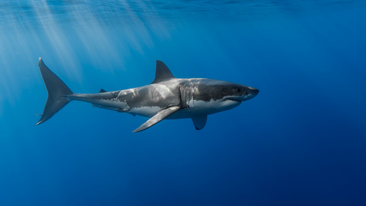 Shark Wallpaper