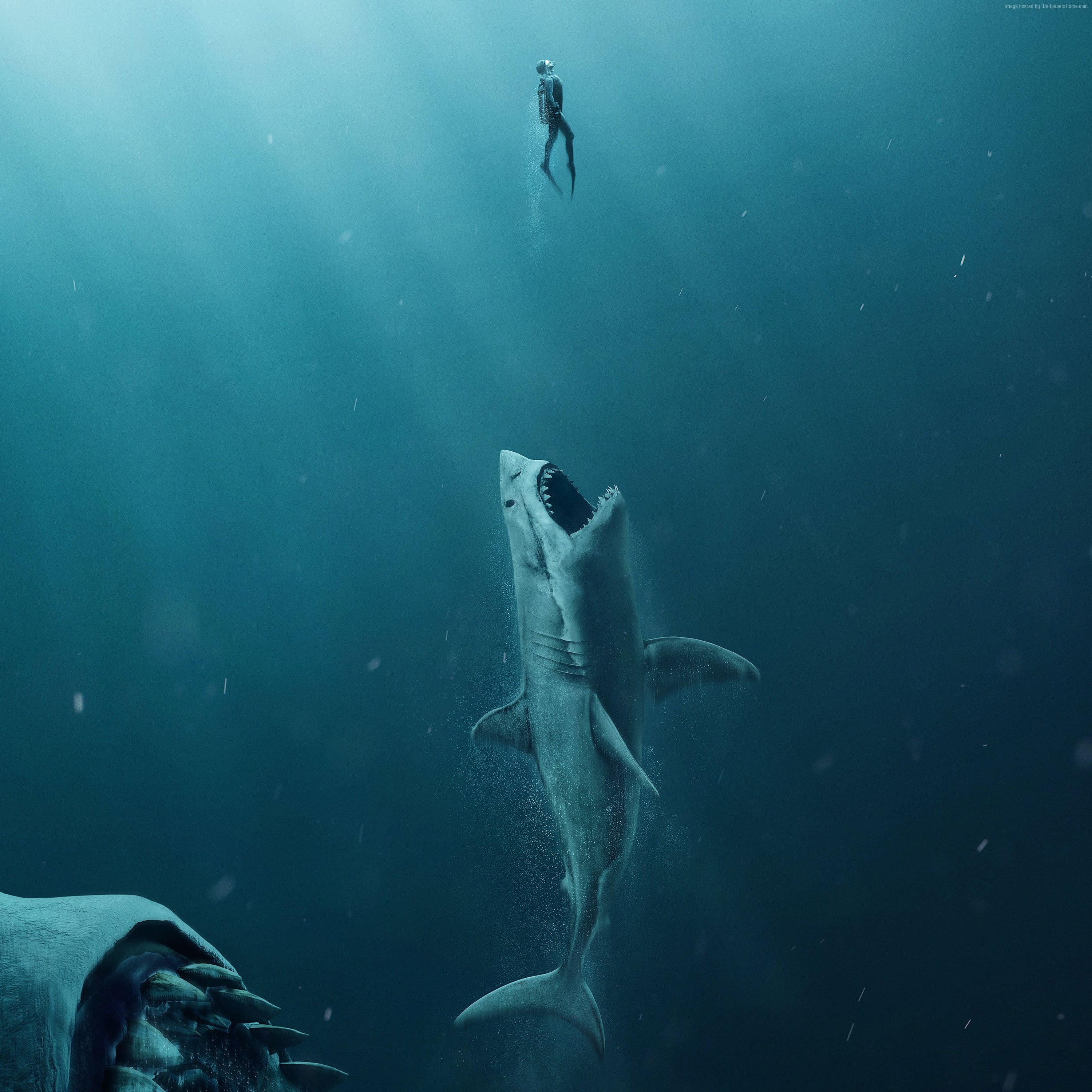 Shark Wallpaper