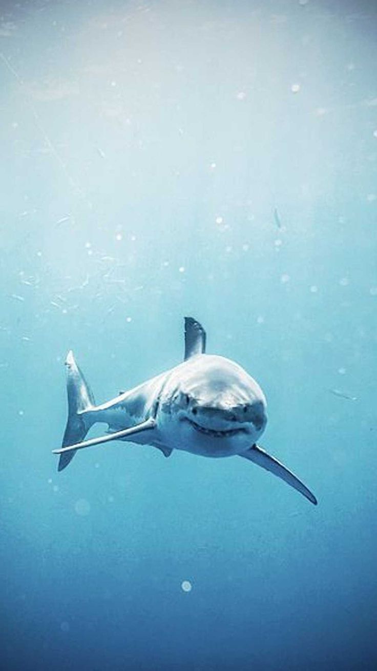 Shark Wallpaper