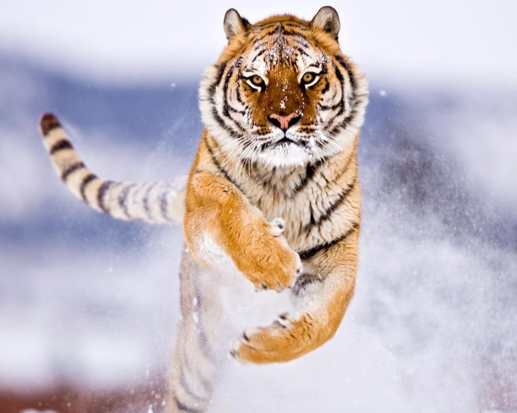 Tiger Wallpaper