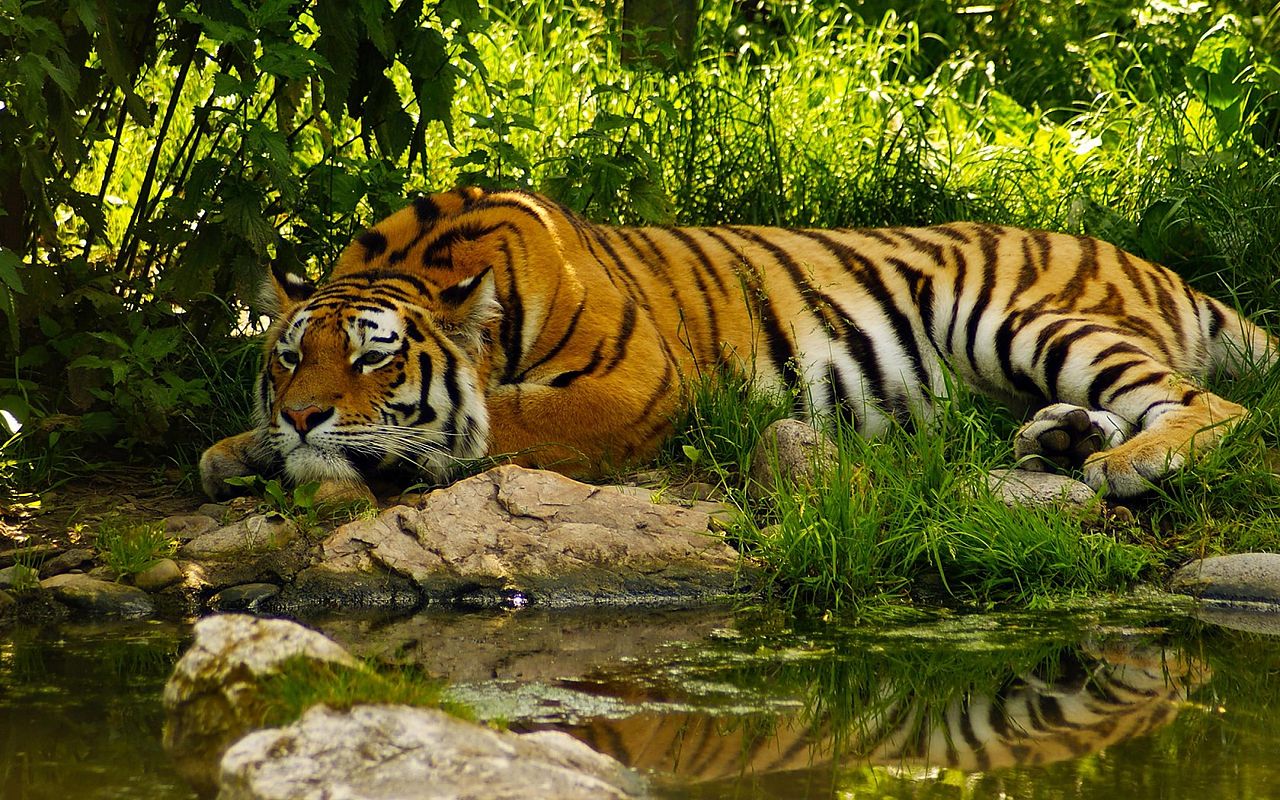 Tiger Wallpaper