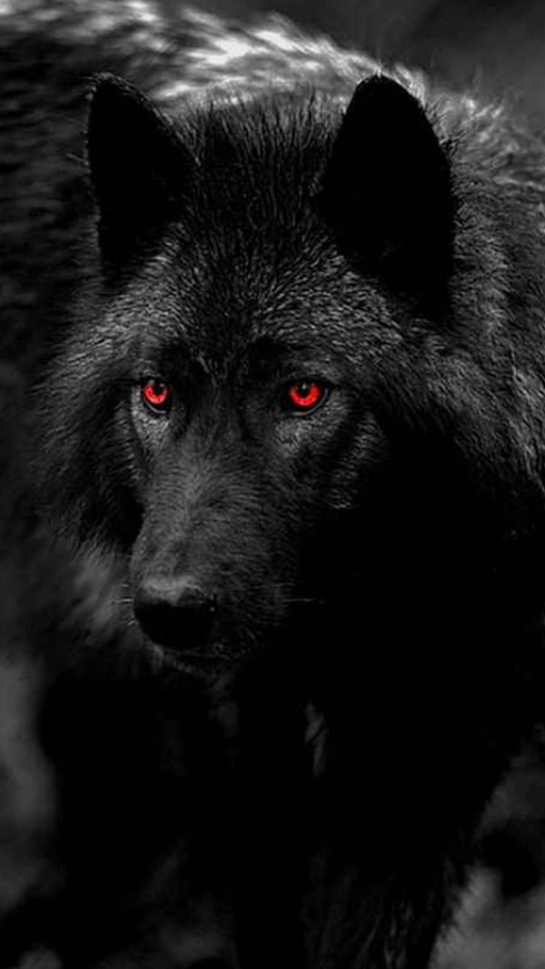 Wolf Wallpaper