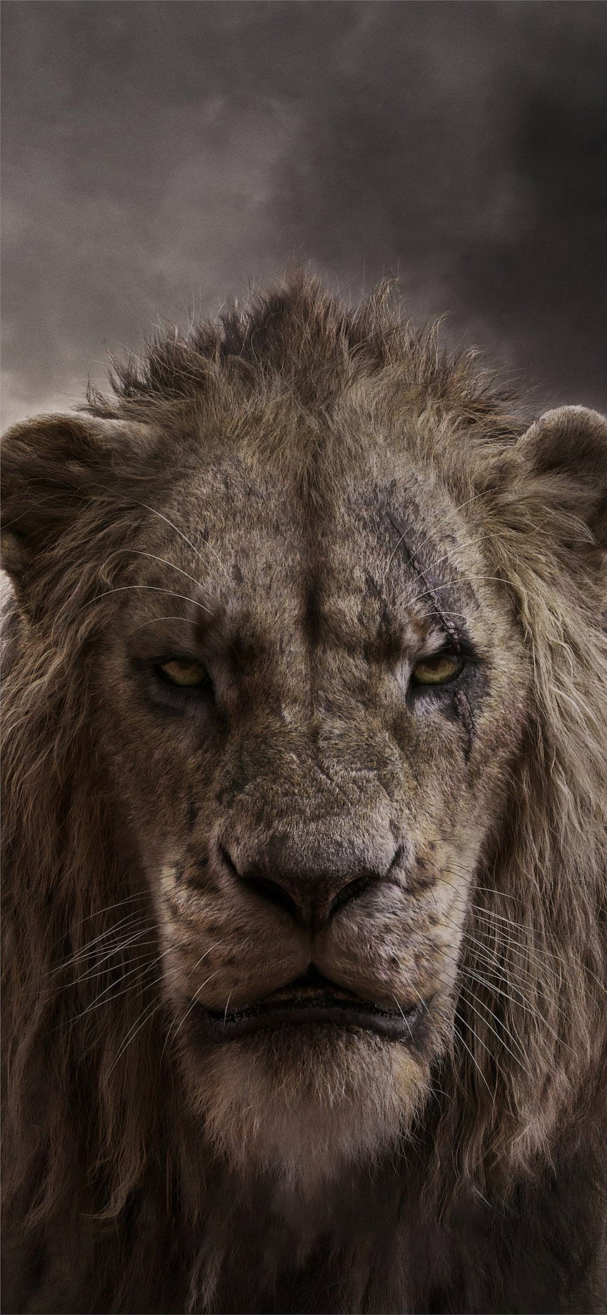 Lion King Wallpaper