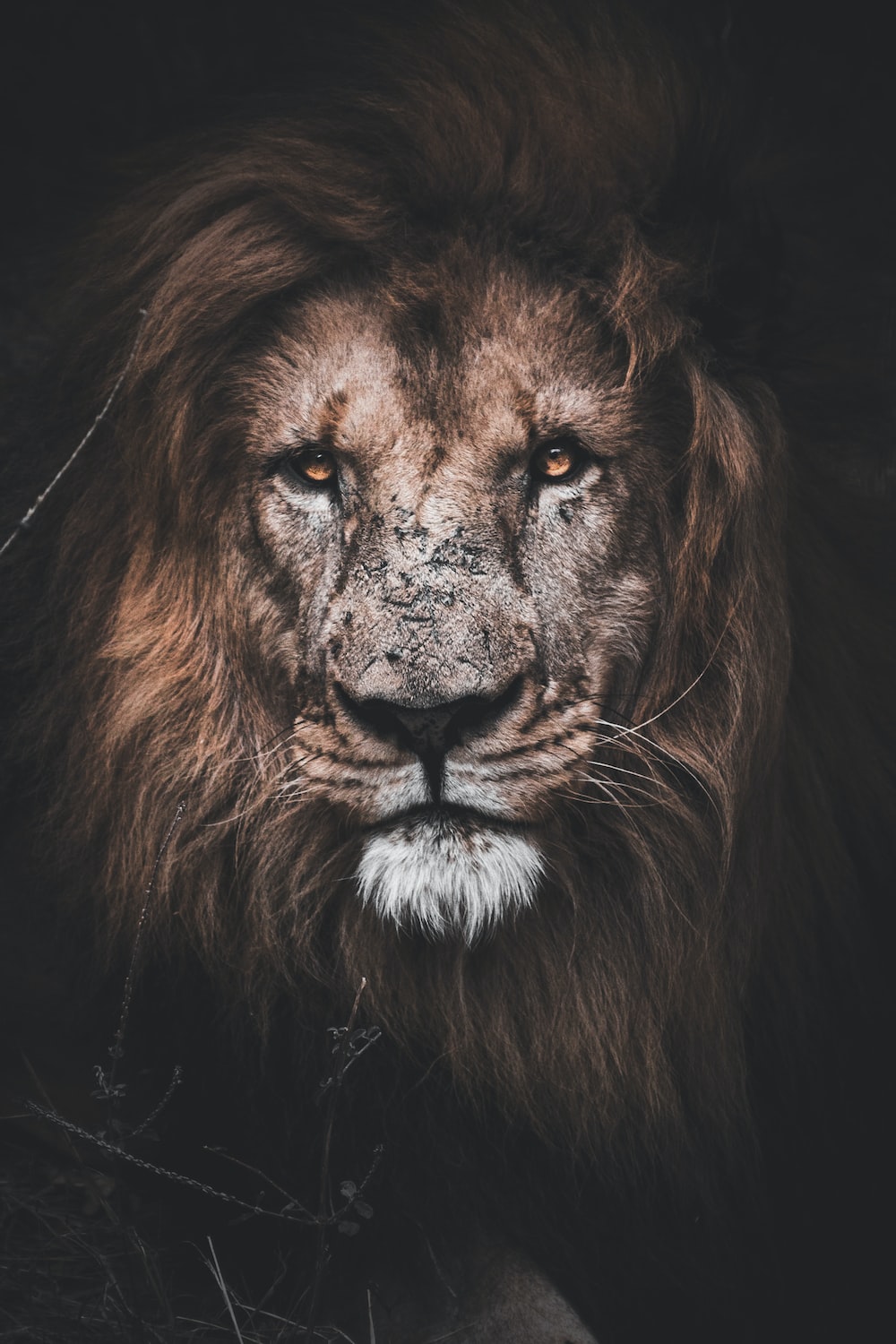 Lion King Wallpaper