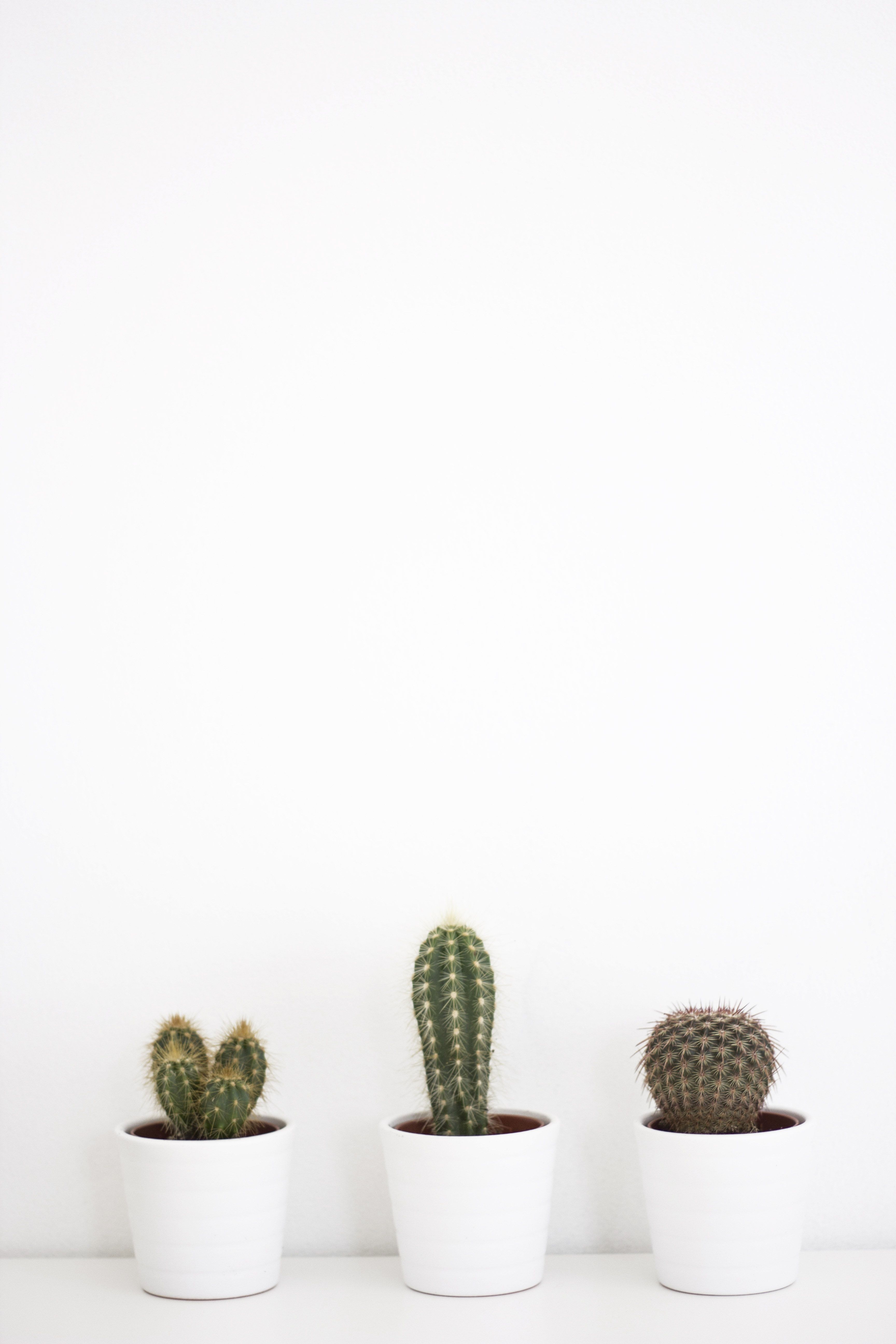 Cactus Wallpaper