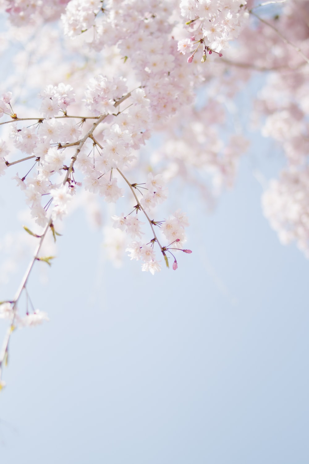 Cherry Blossom Wallpaper