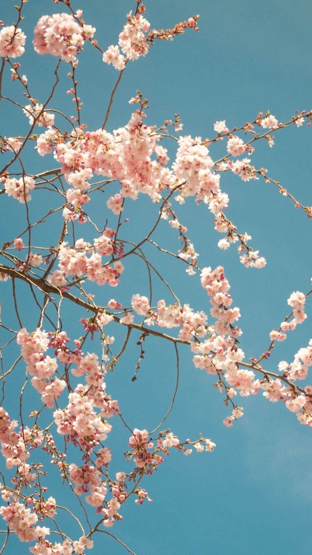 Cherry Blossom Wallpaper