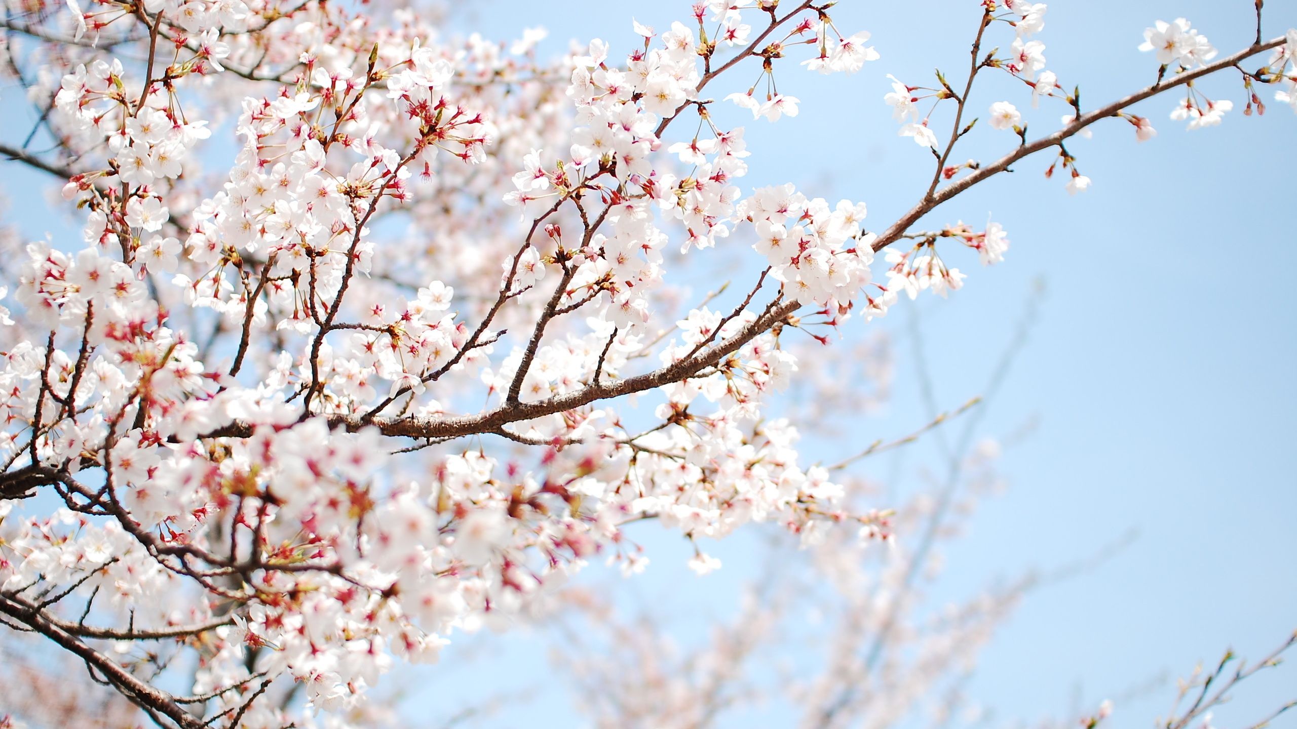 Cherry Blossom Wallpaper