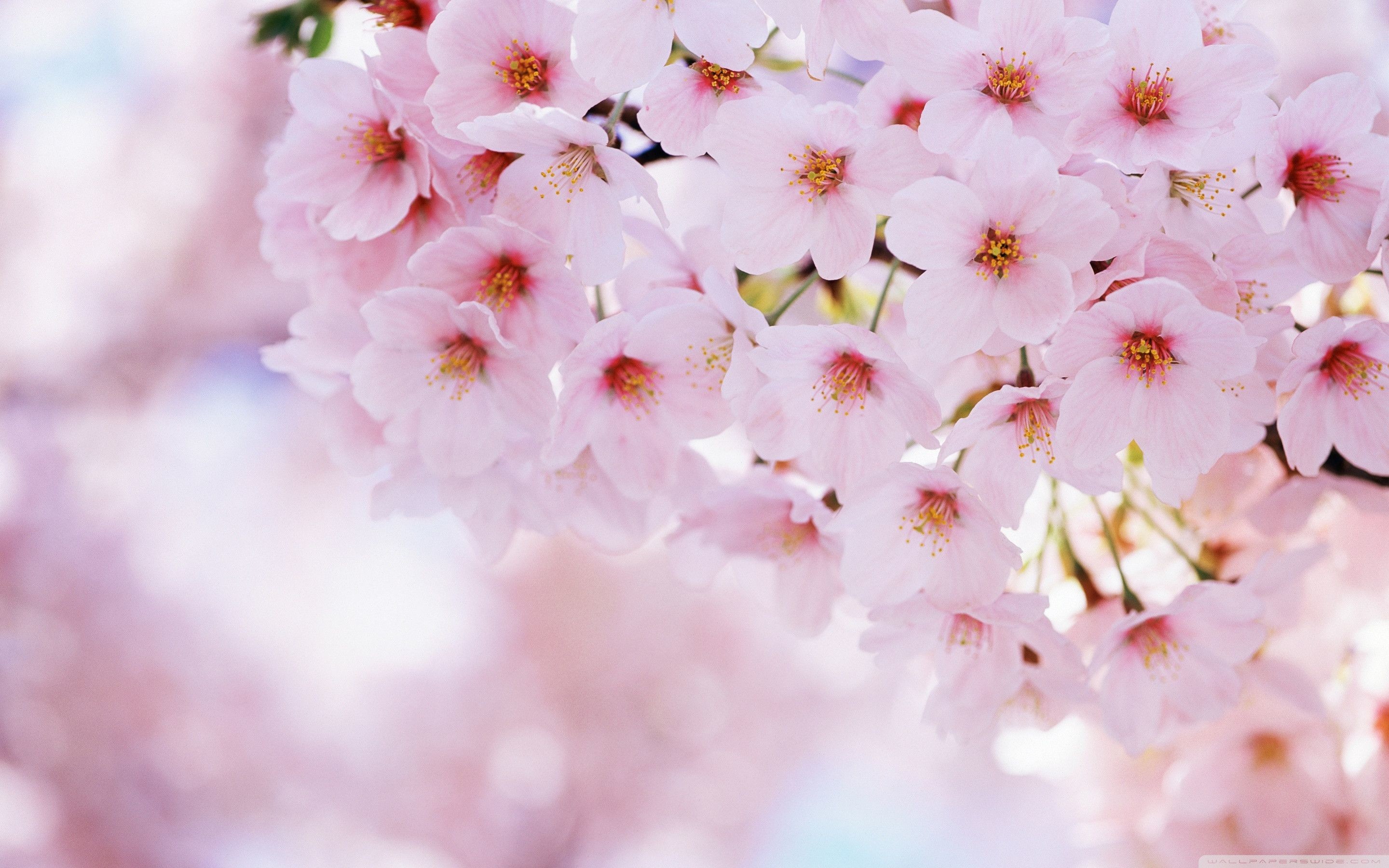 Cherry Blossom Wallpaper