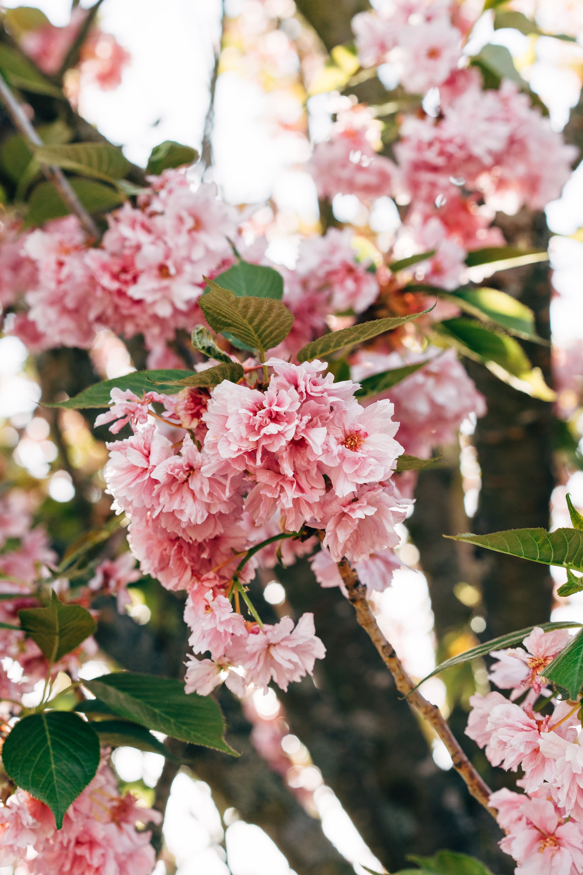 Cherry Blossom Wallpaper
