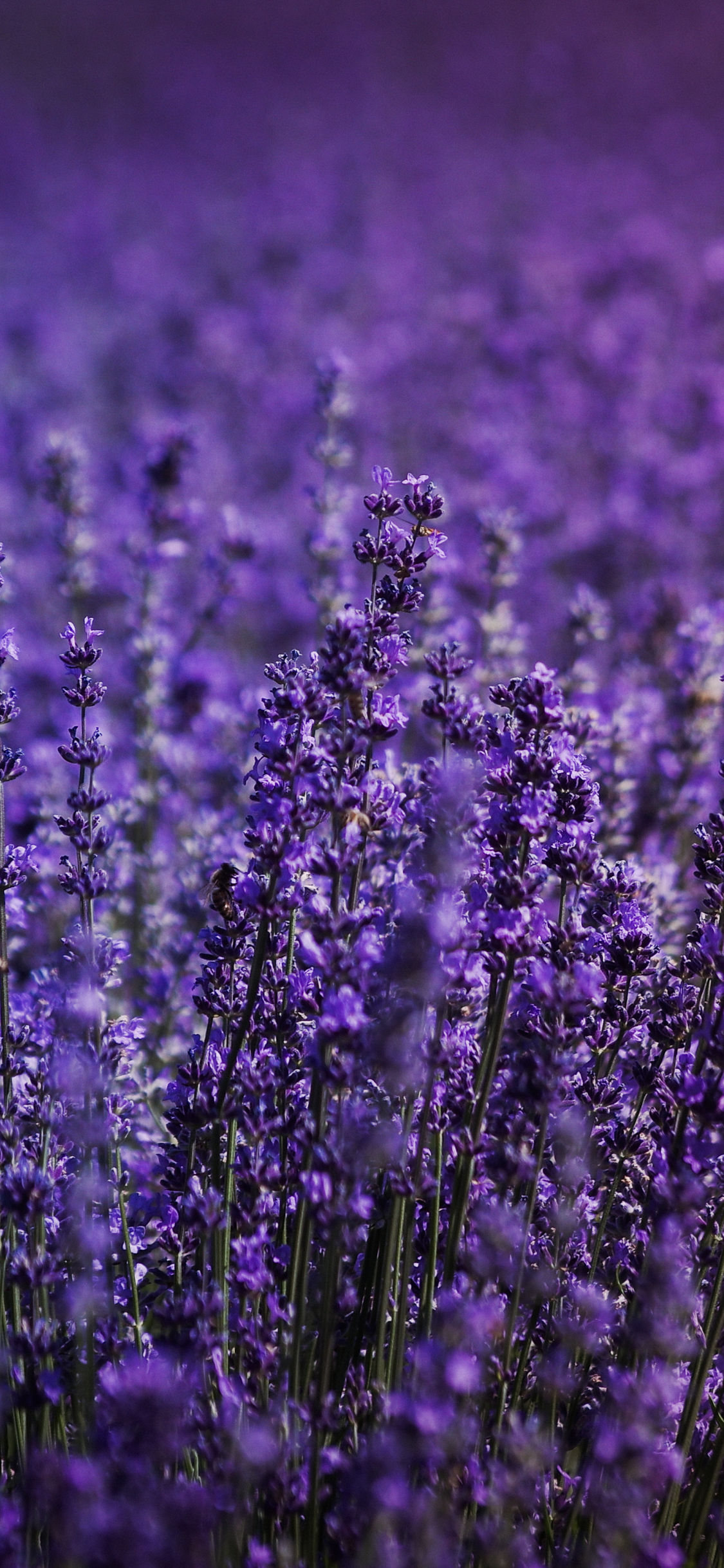 Lavender Wallpaper