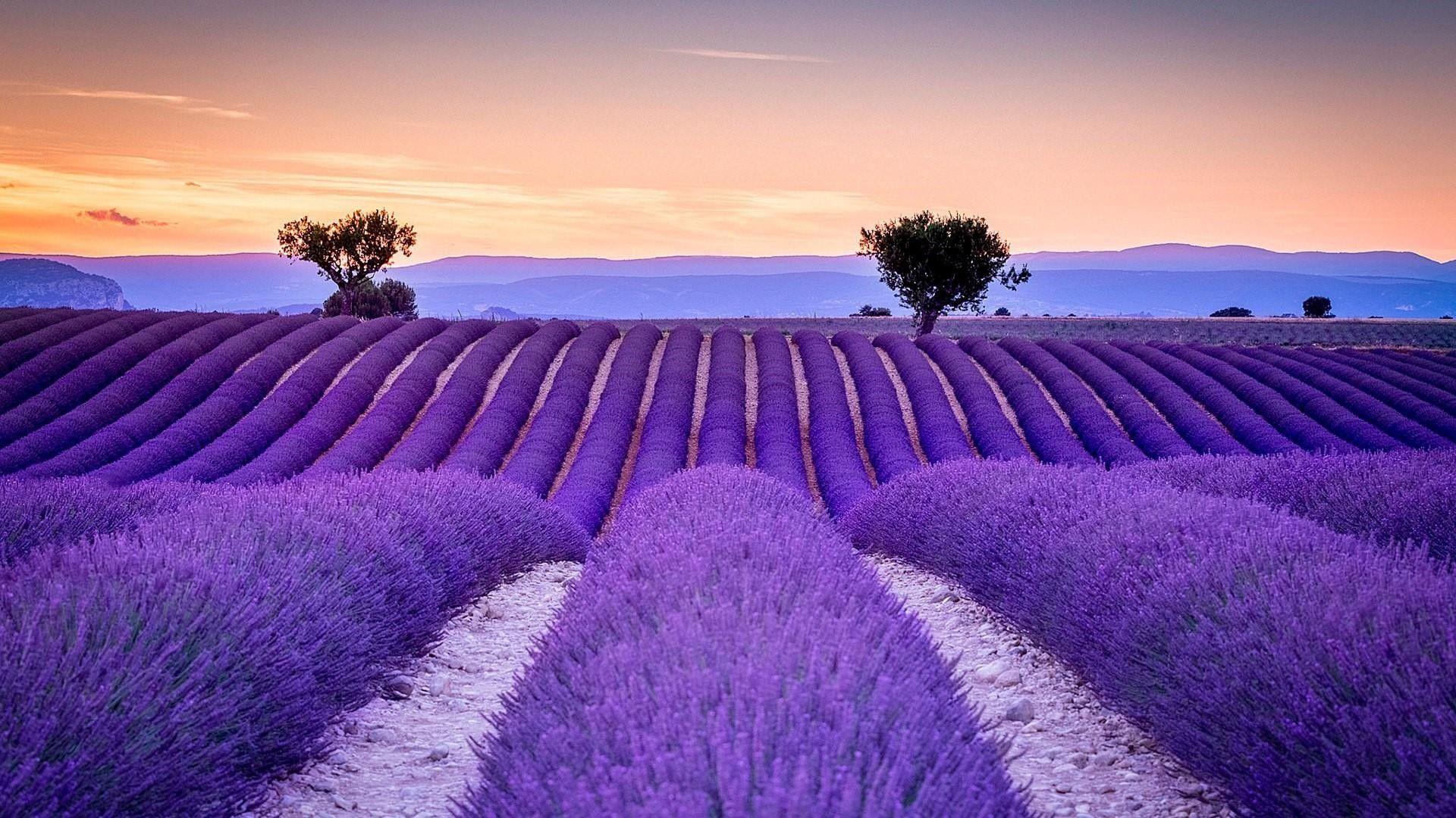 Lavender Wallpaper