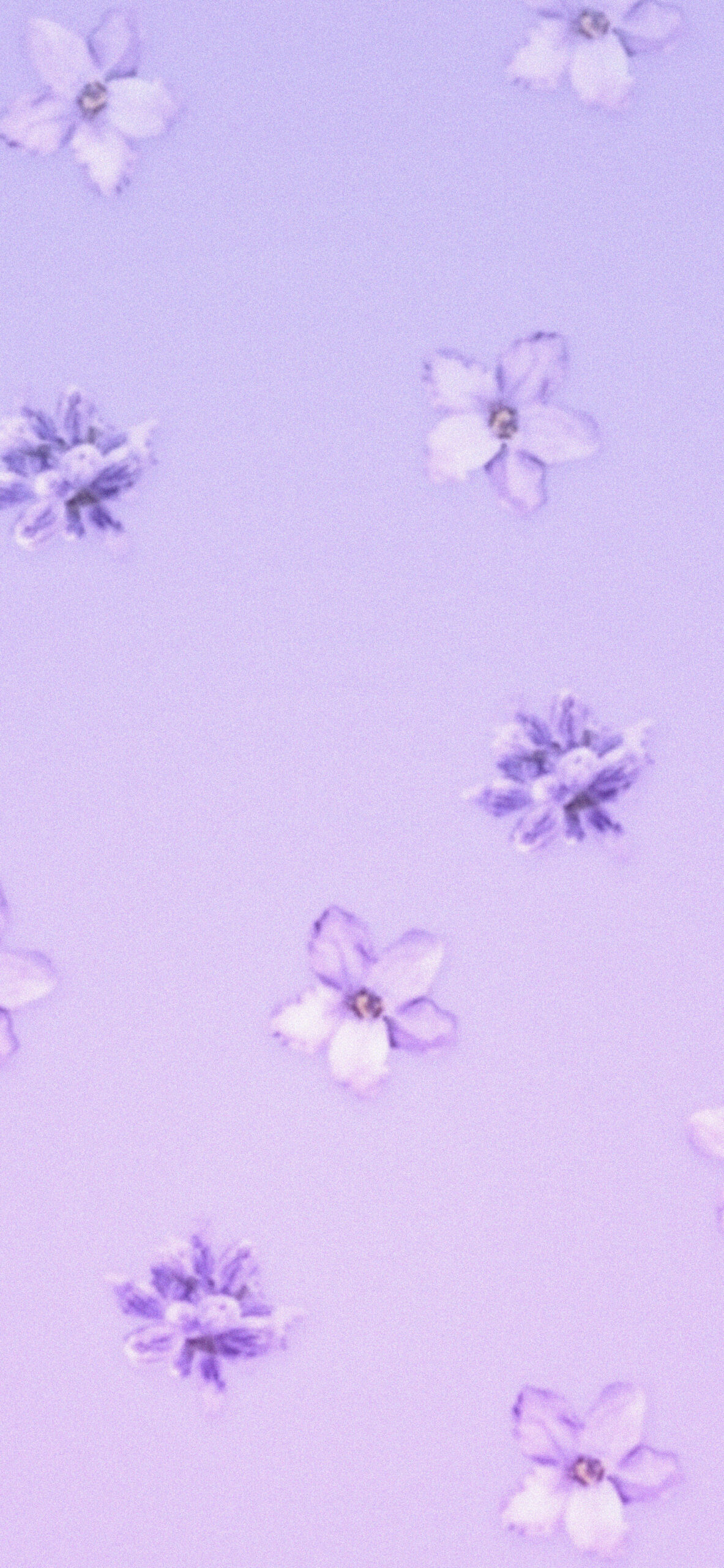 Lavender Wallpaper