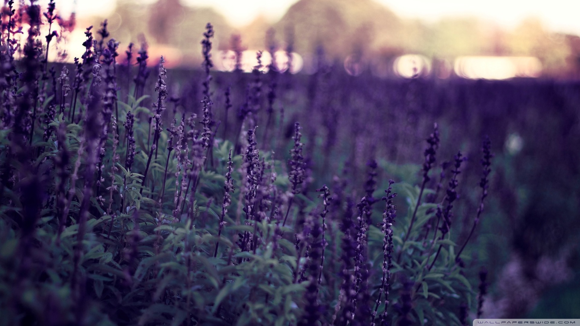 Lavender Wallpaper