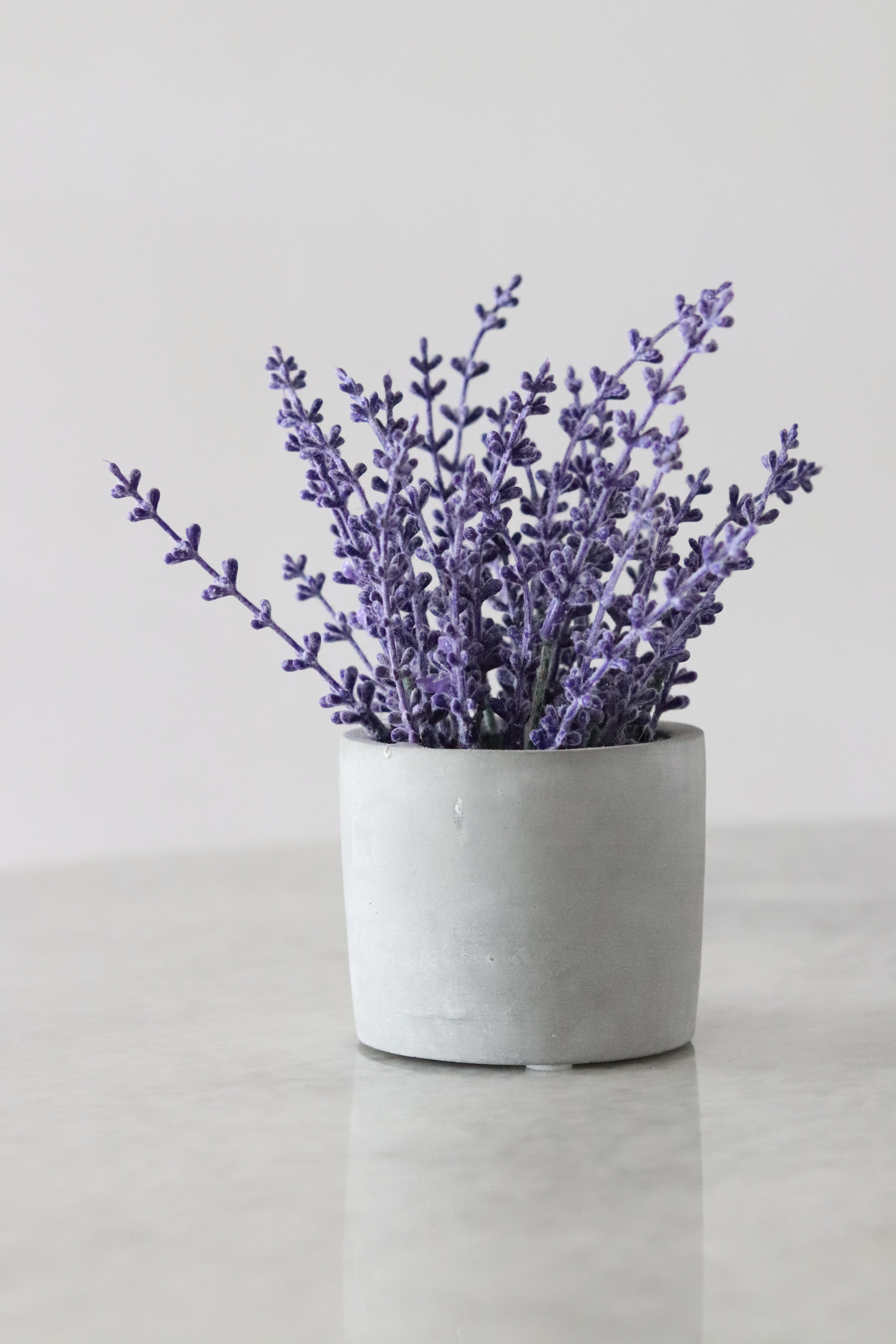 Lavender Wallpaper