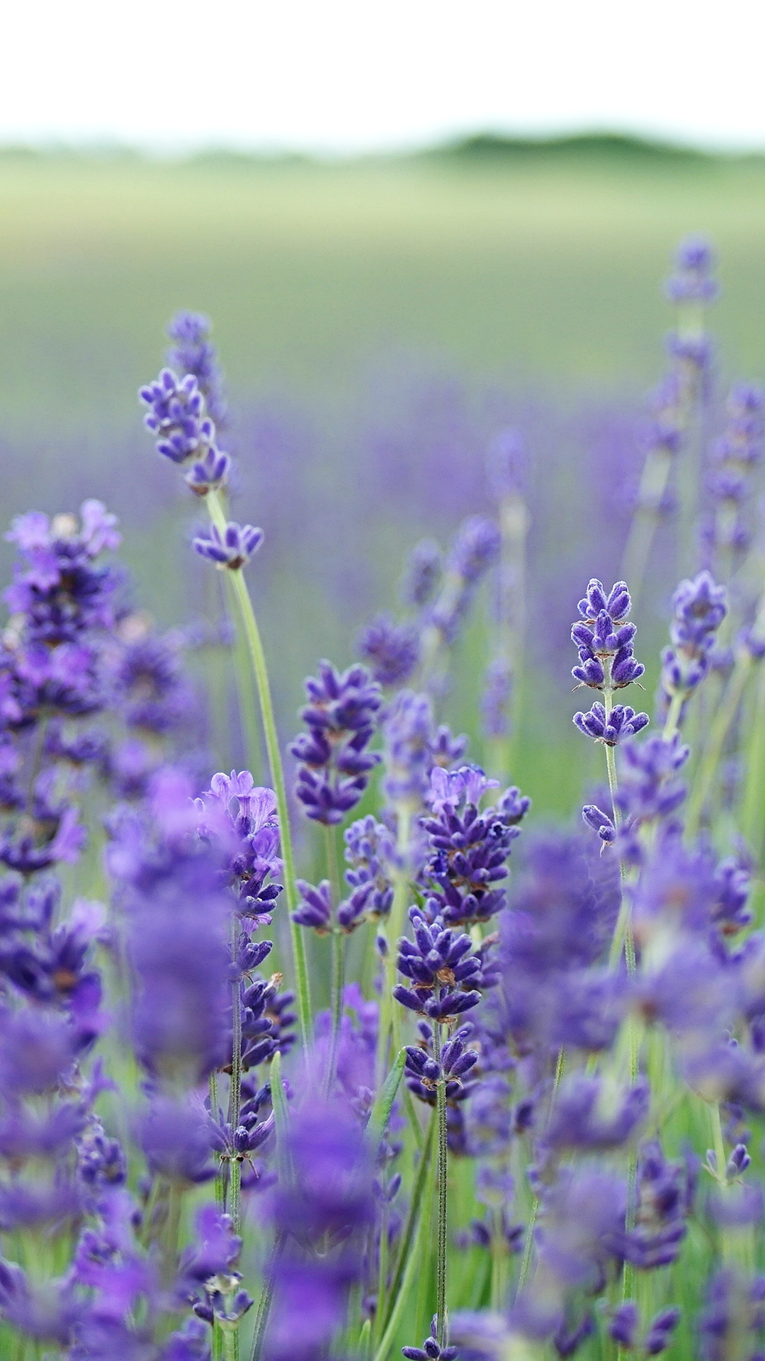 Lavender Wallpaper